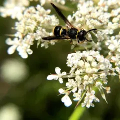 Ancistrocerus campestris thumbnail 4