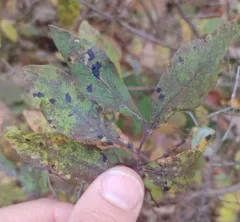 deerberry thumbnail 3