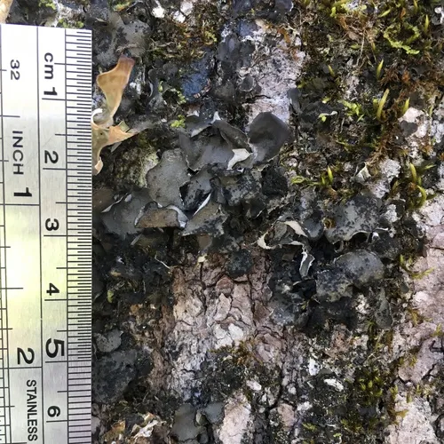 Leptogium acadiense