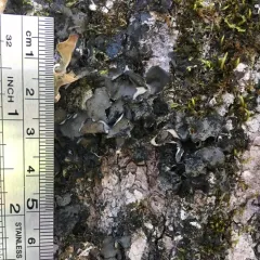 Leptogium acadiense thumbnail 1
