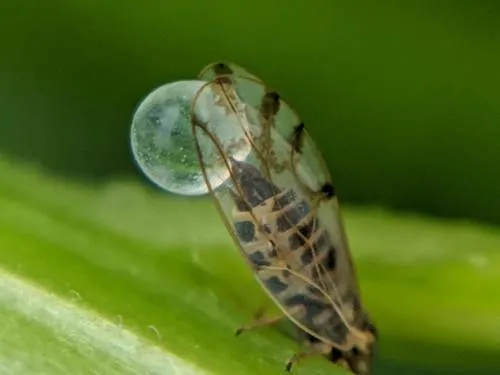 Craspedolepta nebulosa