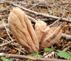 western club coral fungus thumbnail 2