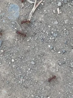 Western Amazon Ant thumbnail 2