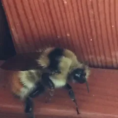 Great Basin Bumble Bee thumbnail 1