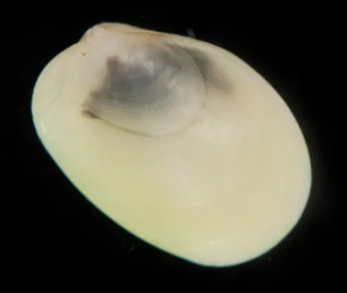 Discordant Mussel