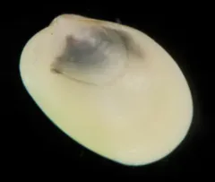 Discordant Mussel thumbnail 1