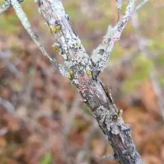 Illosporiopsis christiansenii thumbnail 3