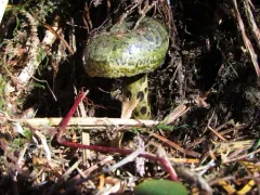 Toadskin Milkcap thumbnail 2