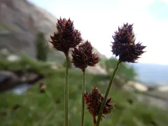Duskyseed Sedge thumbnail 2
