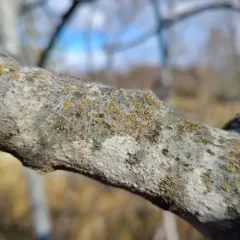 gray-rimmed firedot lichen thumbnail 4