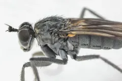 Hydatostega viridiflos thumbnail 4