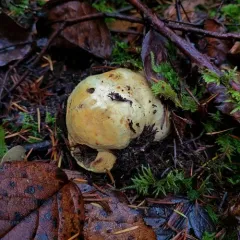 Truncocolumella citrina thumbnail 2