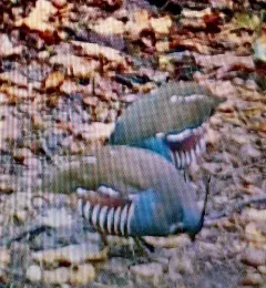Mountain Quail thumbnail 3