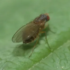 Scaptomyza pallida thumbnail 2