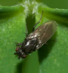 Leptocera erythrocera thumbnail 1