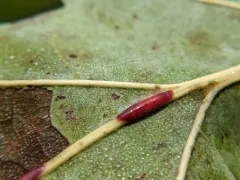 Polystepha americana thumbnail 2