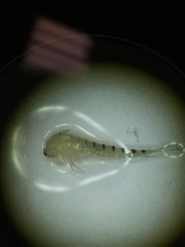 Homoeoneuria alleni