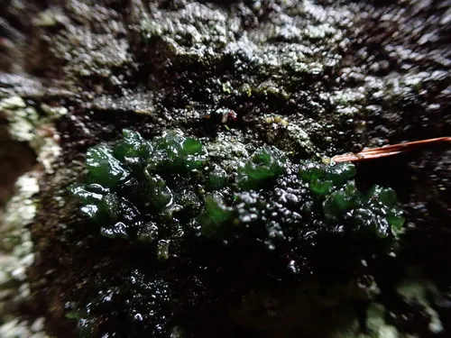 Fingered Jelly Lichen