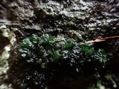 Fingered Jelly Lichen thumbnail 1