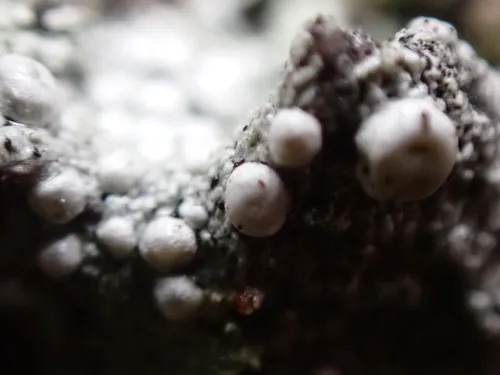 Ochrolechia xanthostoma