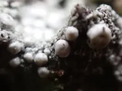Ochrolechia xanthostoma thumbnail 1
