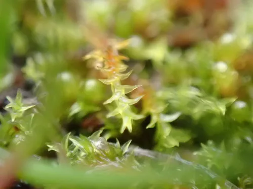 Coastal Triquetrella