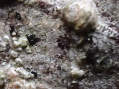 Arthonia stellaris
