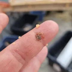 Spiny Waterflea thumbnail 4