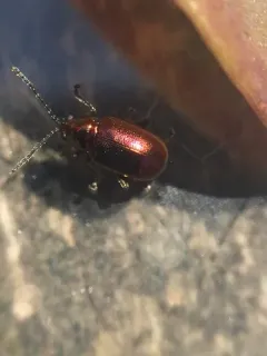 Altica kalmiae thumbnail 4
