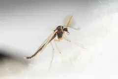 Phaenopsectra flavipes thumbnail 4