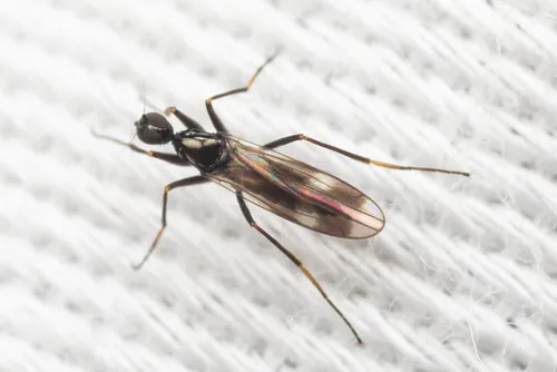 Tachydromia tacoma
