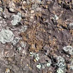brown cobblestone lichen thumbnail 3