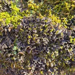 Powdery Kidney Lichen thumbnail 2