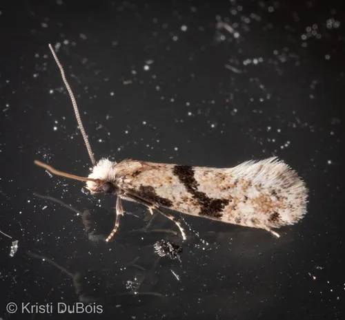 Nemapogon geniculatella