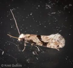 Nemapogon geniculatella thumbnail 1