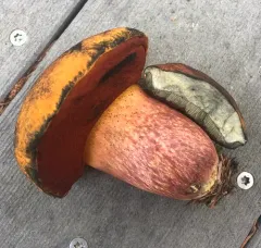 Dotted Stem Bolete thumbnail 4