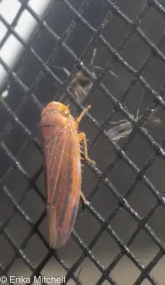 Idiodonus morsei thumbnail 4