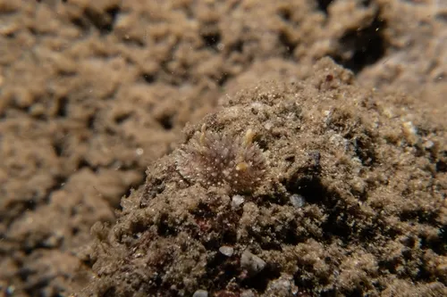 Brown Horned Dorid