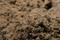 Brown Horned Dorid thumbnail 1