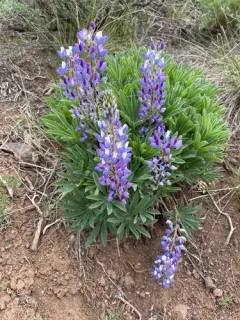 Hairy Bigleaf Lupine thumbnail 1