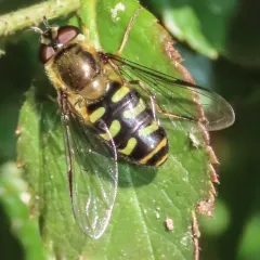 Common Loopwing Aphideater thumbnail 3