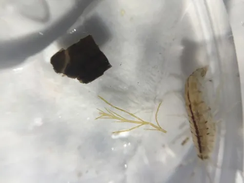 Planktonic Amphipod