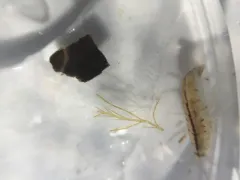 Planktonic Amphipod thumbnail 1