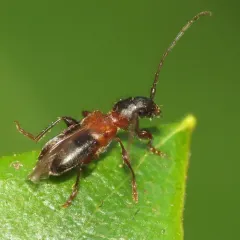Eumichthus oedipus thumbnail 1