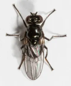 Parydra quadrituberculata thumbnail 2