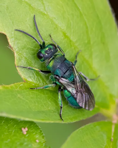 Hedychridium dimidiatum