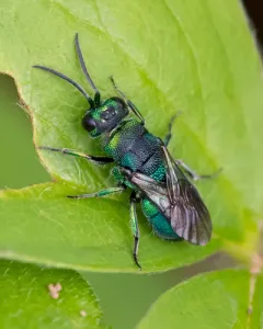 Hedychridium dimidiatum thumbnail 1