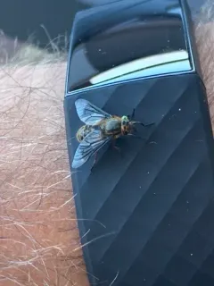 Chrysops proclivis thumbnail 1