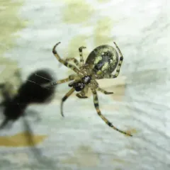 Pacific Sector Orbweaver thumbnail 3