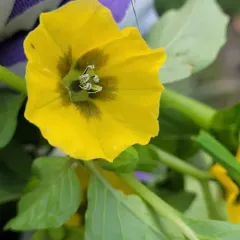 Large-flowered Tomatillo thumbnail 3